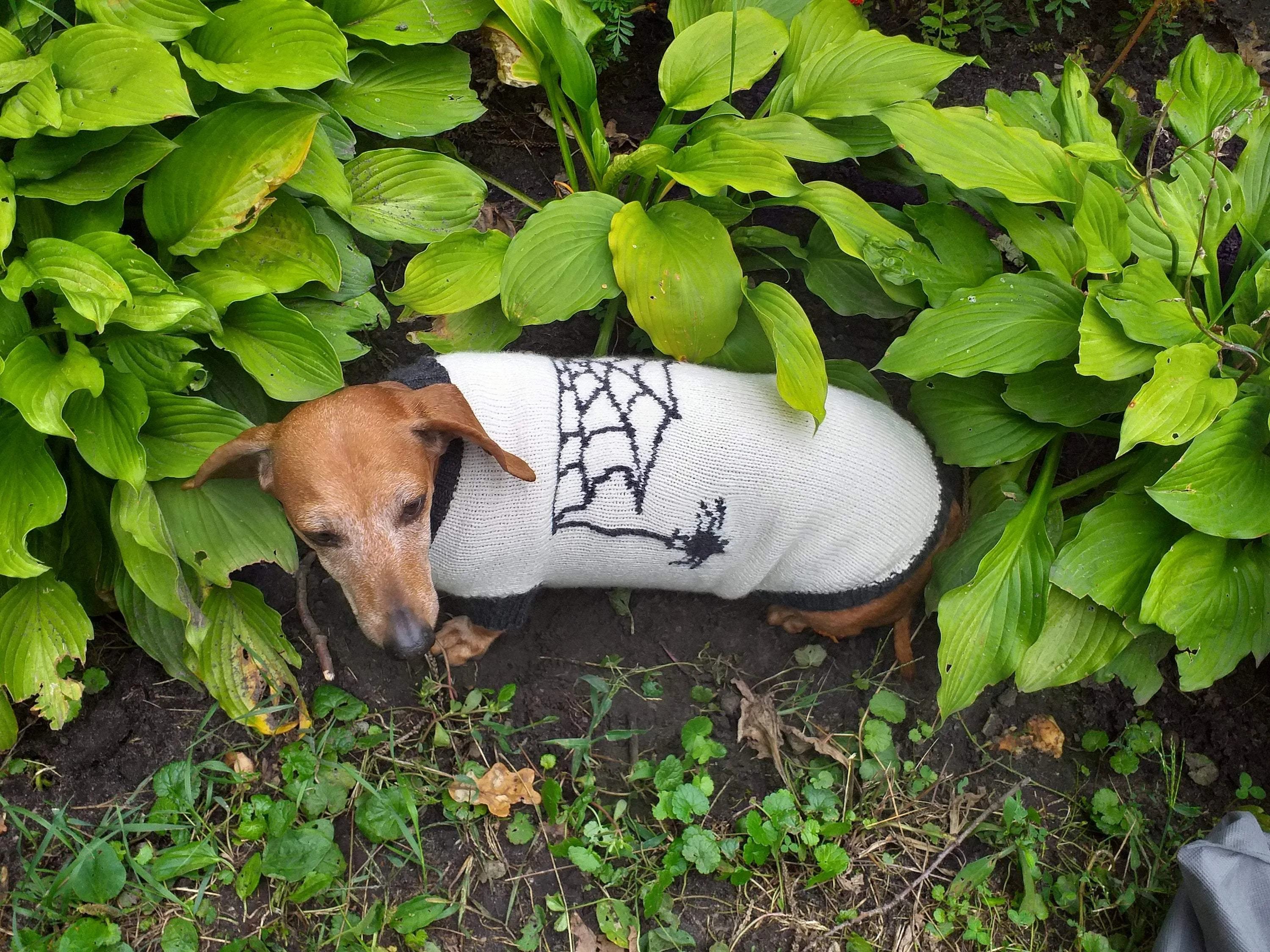 Halloween costume with spider for dachshund dog