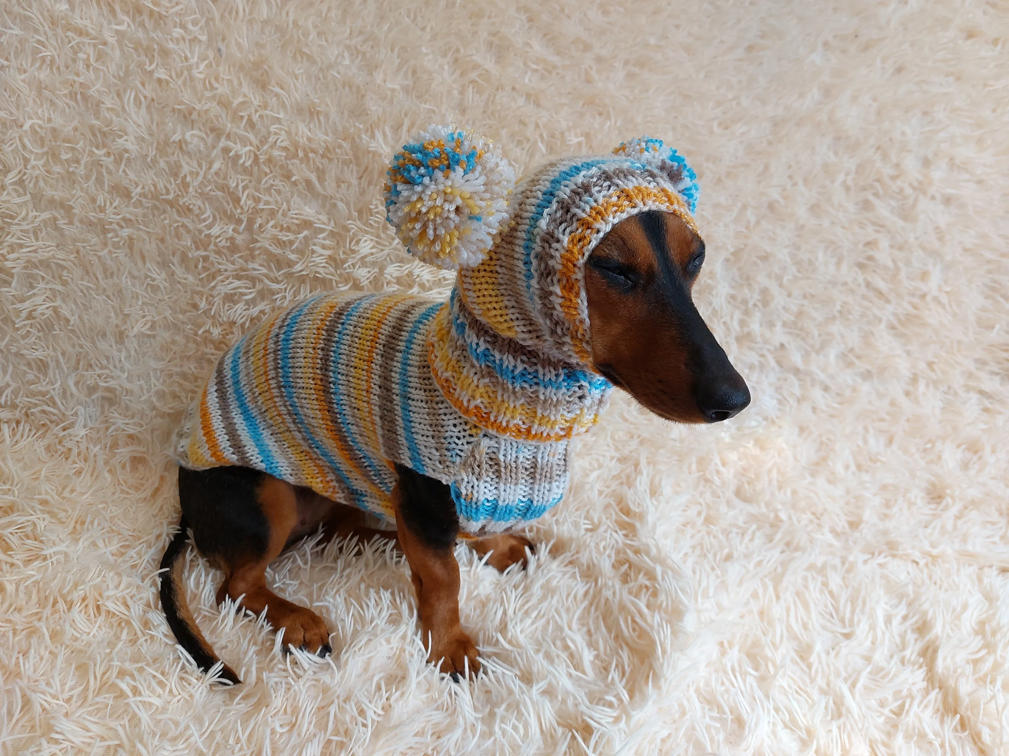 Lollipop suit for mini dachshund sweater and hat,suit set sweater and hat for dog,wiener sweater and hat, dog set sweater and hat set