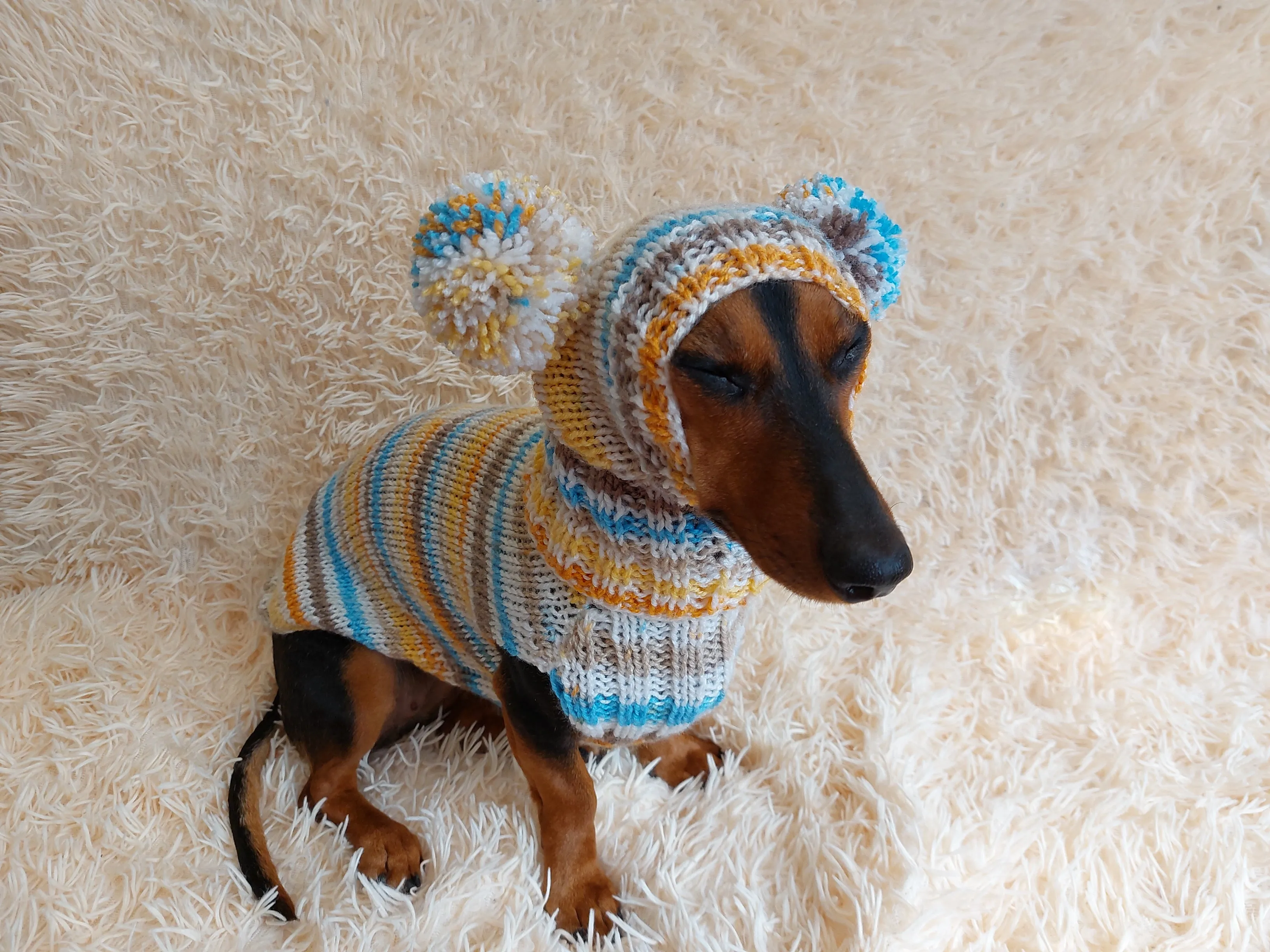 Lollipop suit for mini dachshund sweater and hat,suit set sweater and hat for dog,wiener sweater and hat, dog set sweater and hat set