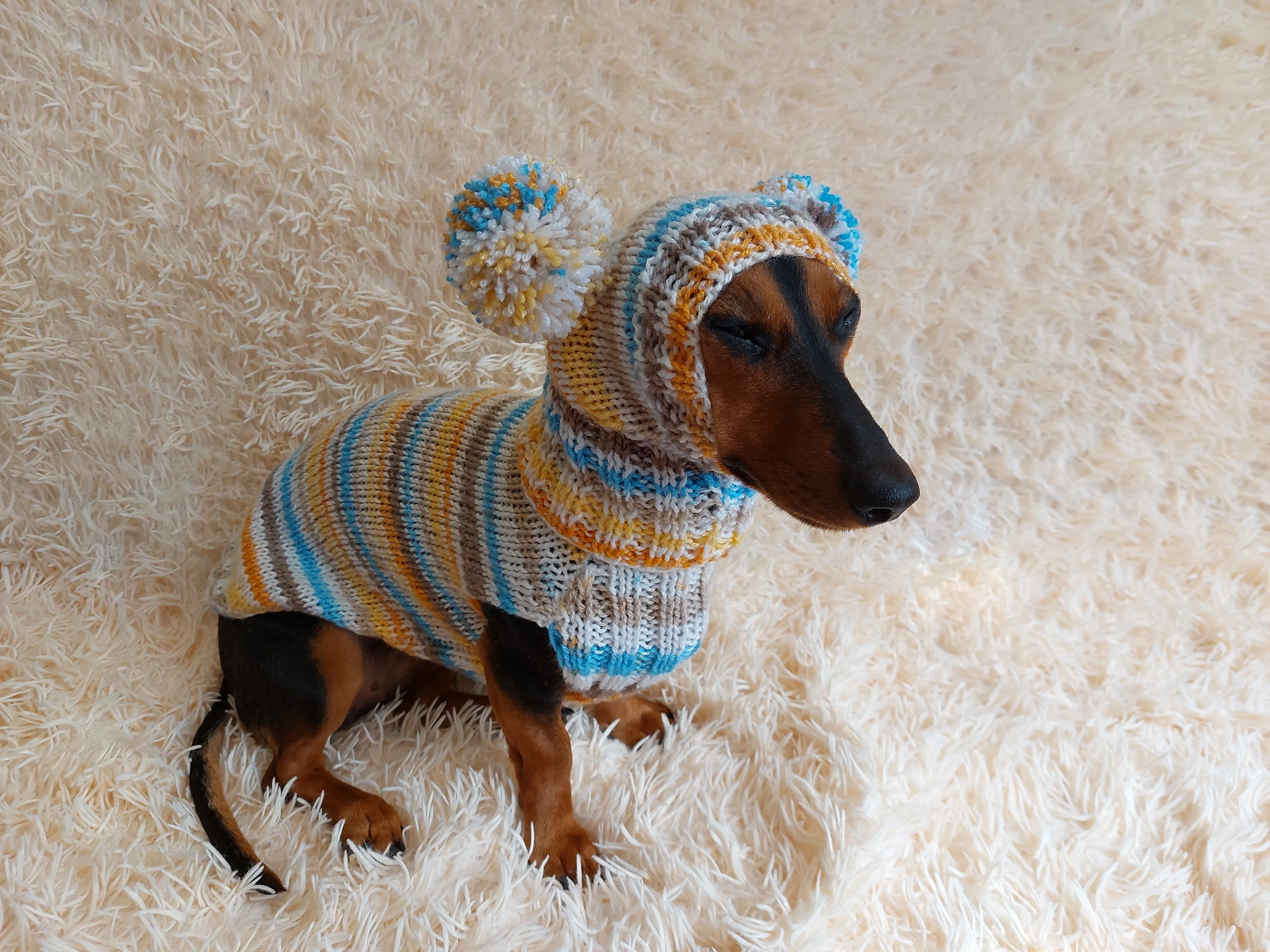 Lollipop suit for mini dachshund sweater and hat,suit set sweater and hat for dog,wiener sweater and hat, dog set sweater and hat set